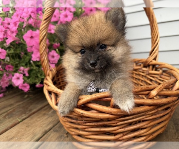 Medium Photo #16 Pomeranian Puppy For Sale in ATHENS, WI, USA