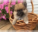 Small #15 Pomeranian