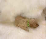 Small Photo #2 Goldendoodle Puppy For Sale in ZEBULON, NC, USA