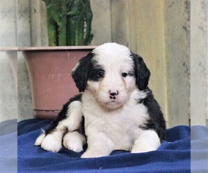 Bernedoodle-Poodle (Miniature) Mix Puppy for sale in EAST EARL, PA, USA