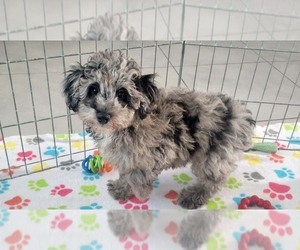 Poodle (Miniature) Puppy for sale in ORO VALLEY, AZ, USA