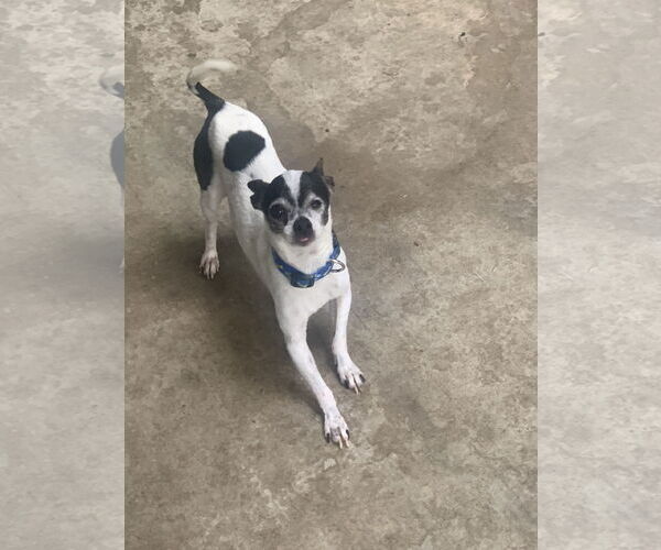 Medium Photo #2 Rat-Cha Puppy For Sale in Santa Clarita, CA, USA