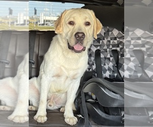 Father of the Labrador Retriever puppies born on 01/01/2026