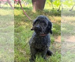 Small #4 Poodle (Miniature)