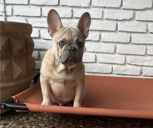 French Bulldog Puppy for sale in HOUSTON, TX, USA