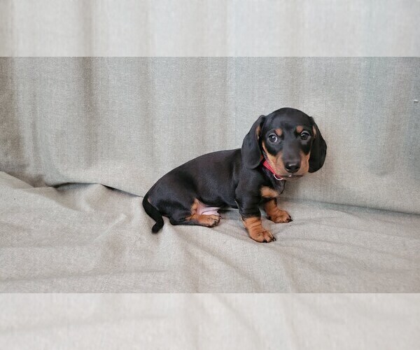Medium Photo #6 Dachshund Puppy For Sale in MUSCOY, CA, USA