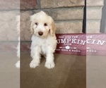 Benny - Male Portuguese Water Dog Puppy for Sale - Photo #4