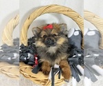 Small #1 Pomeranian