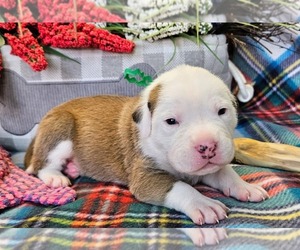 Medium Alapaha Blue Blood Bulldog