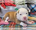 Puppy Green Collar Alapaha Blue Blood Bulldog