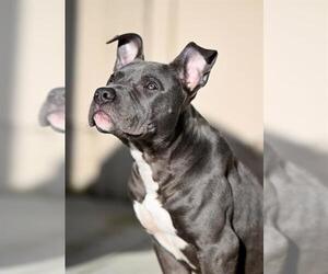 Mutt Dogs for adoption in Santa Cruz, CA, USA