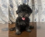 Small #15 Poodle (Miniature)