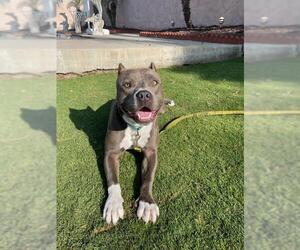 American Pit Bull Terrier Dogs for adoption in Santa Barbara, CA, USA