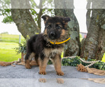 Puppy Kate German Shepherd Dog
