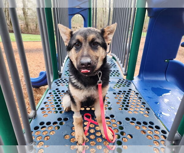 Medium Photo #39 German Shepherd Dog Puppy For Sale in Seattle, WA, USA