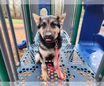Small #38 German Shepherd Dog