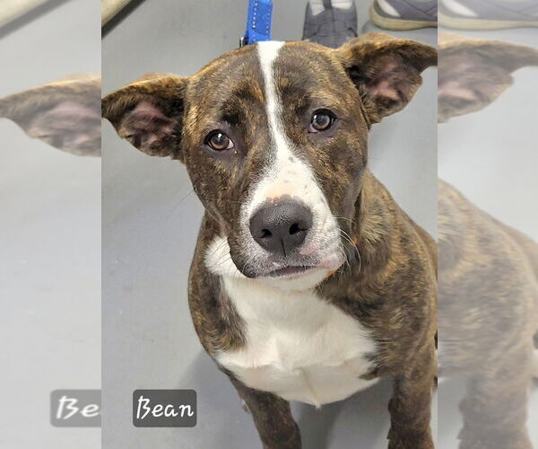 Medium Photo #2 Mutt Puppy For Sale in Ellijay, GA, USA