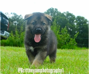 German Shepherd Dog-Sharberian Husky Mix Puppy for sale in MULBERRY, FL, USA