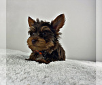 Small Photo #1 Yorkshire Terrier Puppy For Sale in LOCUST GROVE, GA, USA