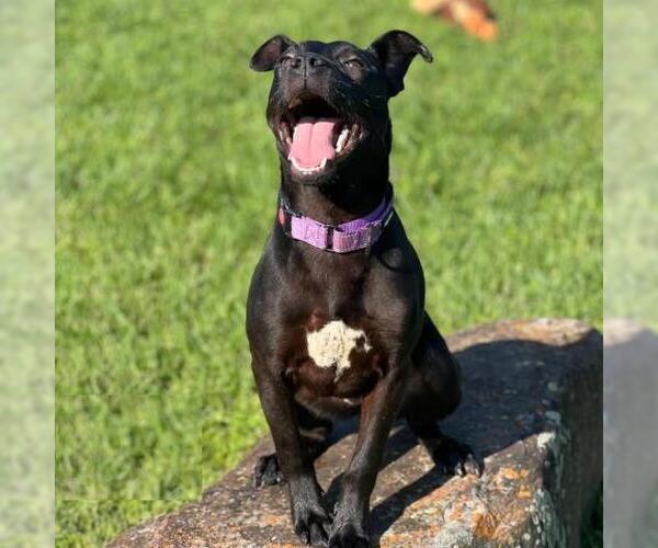 Medium Photo #2 American Pit Bull Terrier-Unknown Mix Puppy For Sale in Conroe, TX, USA