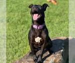 Small #1 American Pit Bull Terrier Mix