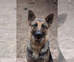 Small #2 German Shepherd Dog