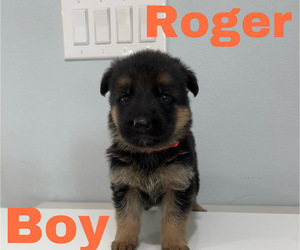 German Shepherd Dog Puppy for Sale in WEBBERVILLE, Texas USA