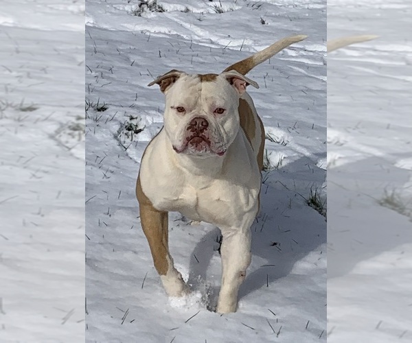 Medium Photo #1 American Bulldog Puppy For Sale in BOWLING GREEN, KY, USA