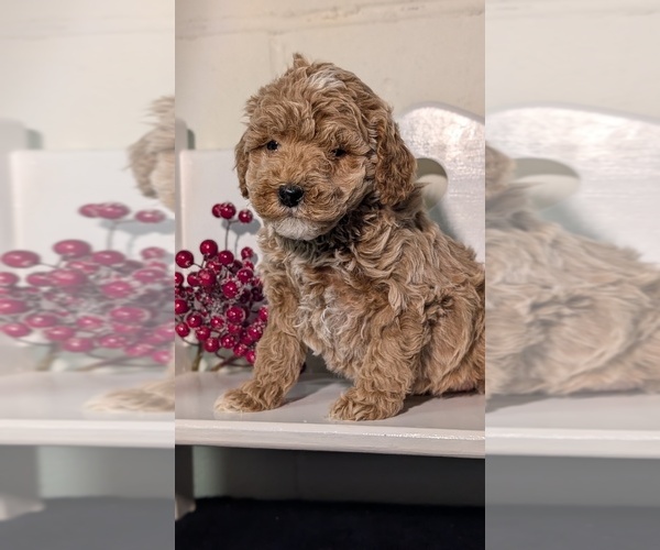 Medium Photo #30 Poodle (Miniature) Puppy For Sale in GOSHEN, IN, USA