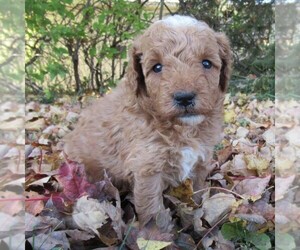 Goldendoodle (Miniature) Puppy for sale in CHAMBERSBURG, PA, USA