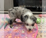Small #2 Miniature Australian Shepherd