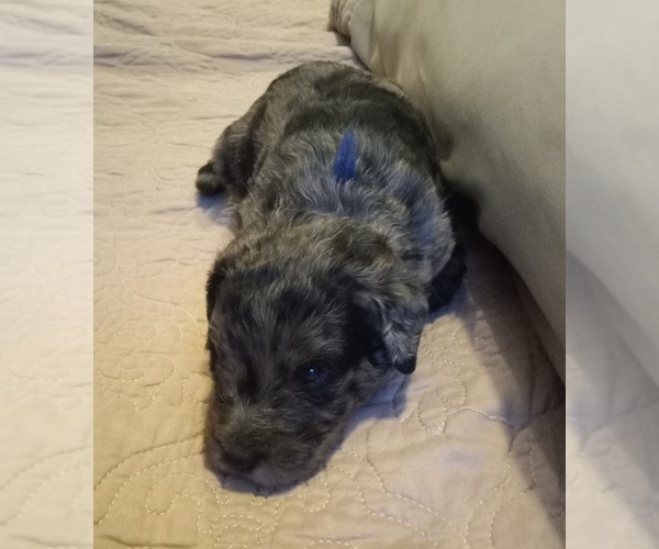 Medium Photo #14 Labradoodle Puppy For Sale in JEFFERSONTOWN, KY, USA