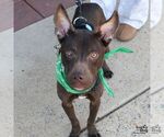 Small #1 Retriever  Mix