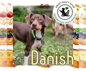 Mutt Dogs for adoption in Crystal, MN, USA