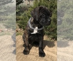 Small Photo #5 Cane Corso Puppy For Sale in LOYALTON, CA, USA