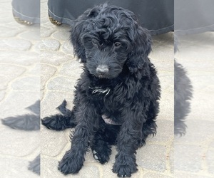 Irish Doodle-Miniature Bernedoodle Mix Litter for sale in SEVERANCE, CO, USA