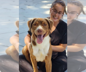 Medium American Pit Bull Terrier-Retriever  Mix
