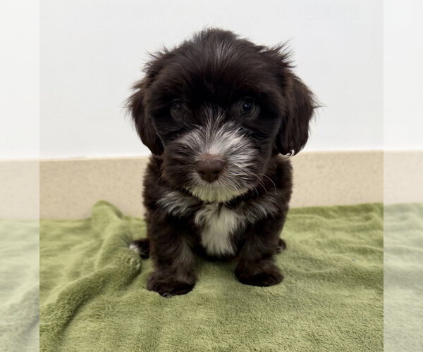 Medium Photo #2 Poodle (Miniature)-Unknown Mix Puppy For Sale in Lakewood, CO, USA