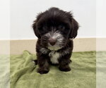 Small #1 Poodle (Miniature) Mix