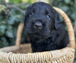 Small #3 Black Russian Terrier