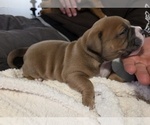 Small #4 American Bully