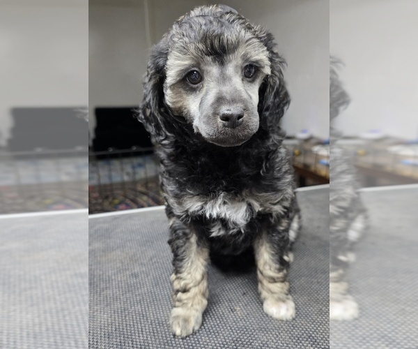 Medium Photo #1 Poodle (Miniature) Puppy For Sale in FREMONT, NE, USA