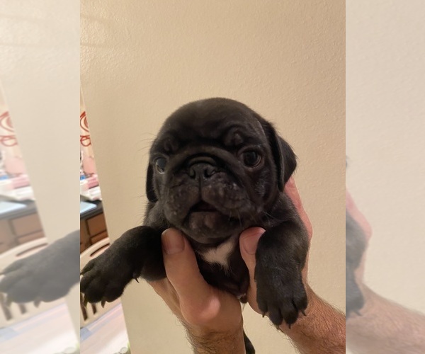Medium Photo #1 Pug Puppy For Sale in CLEARWATER, FL, USA