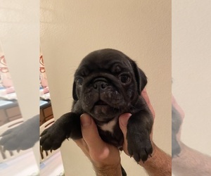 Pug Puppy for sale in CLEARWATER, FL, USA