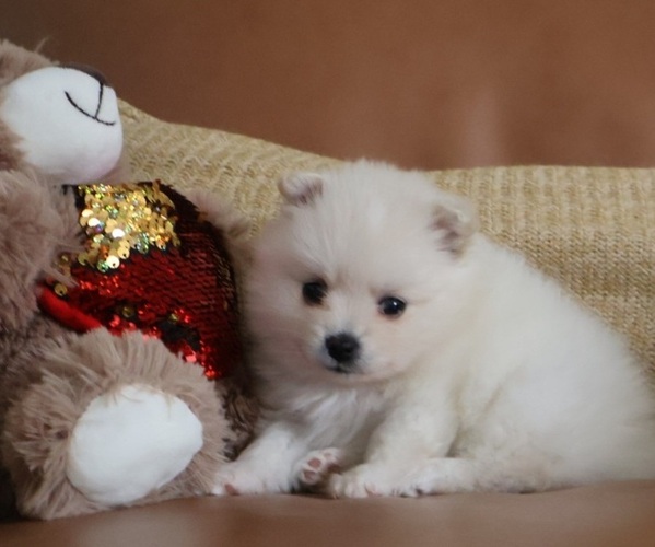 Medium Photo #2 Pomeranian Puppy For Sale in SUGAR LAND, TX, USA