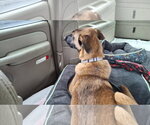 Small #8 German Shepherd Dog Mix