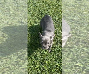 French Bulldog Puppy for sale in LAPEER, MI, USA