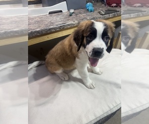 Saint Bernard Puppy for sale in HANNIBAL, MO, USA