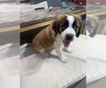 Image preview for Ad Listing. Nickname: Annabelle