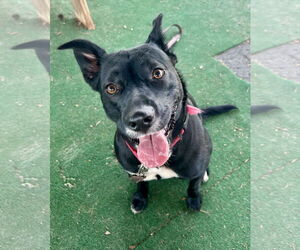 Mutt Dogs for adoption in Clarkesville, GA, USA